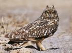 short-eared-owl-haj.jpg